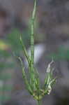 Purple crownvetch